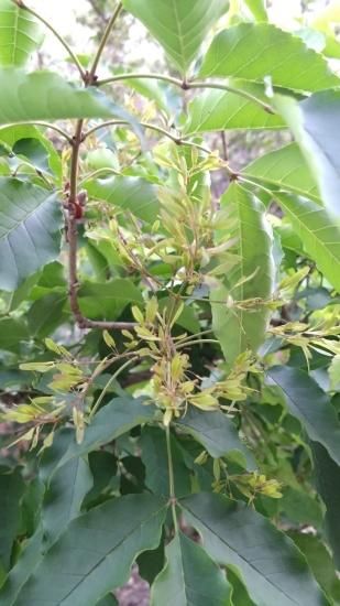 レア商品 アオダモ種子（100粒）殆ど流通のないレア商品です。バットの