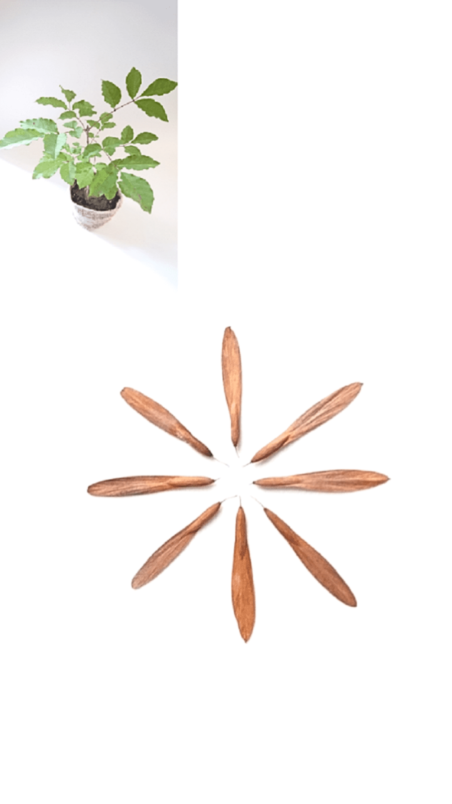 (100γ)   ؤή̤Τʤ쥢ʤǤХåȤǺȤͭ̾ռĤ<img class='new_mark_img2' src='https://img.shop-pro.jp/img/new/icons31.gif' style='border:none;display:inline;margin:0px;padding:0px;width:auto;' />