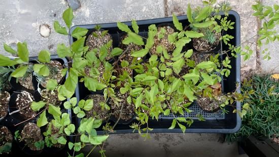 アオダモ種子(100粒)【配送料385円・ポスト投函】 流通のない希少な