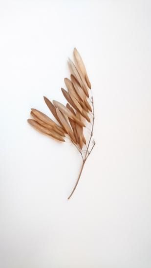 アオダモ種子(100粒)【配送料385円・ポスト投函】 流通のない希少な