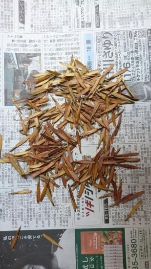 アオダモ種子(100粒)【配送料385円・ポスト投函】 流通のない希少な