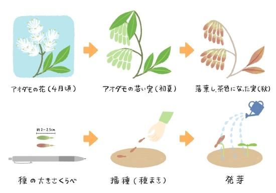 【種】 アオダモ 1000粒以上 楽天市場】アオダモ (品種指定不可) 単木 1.2m 露地 苗 : トオヤマグリーン