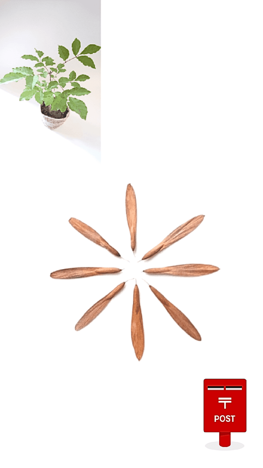 (100γ)385ߡݥȡ  ؤή̤Τʤ쥢ʤμҤǤڤǼʥռμ