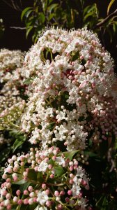 ビバーナム・ティヌス  苗木(約15〜25cm)　成木になると春にたくさんの小花 が咲きます！