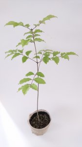 【販売済】アオダモ 現品苗木 単幹　まっすぐ樹形　(約45〜50cm) 
