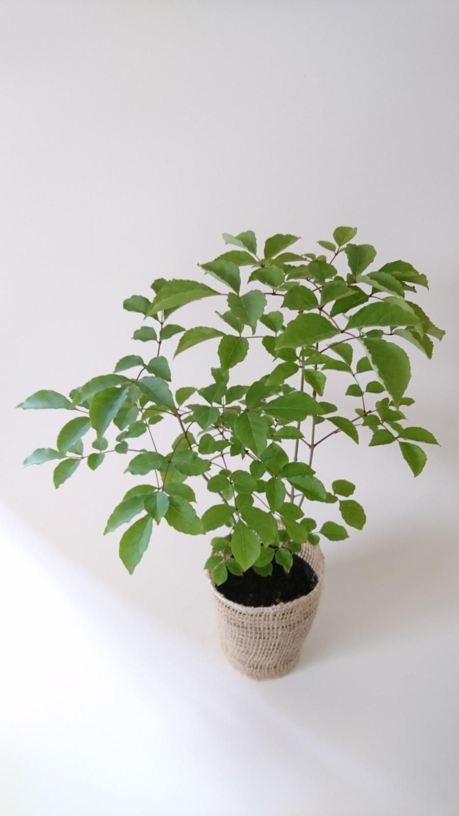 アオダモ 販売｜植木買うならグリーンロケット