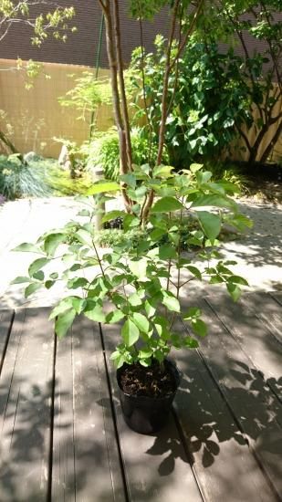 アオダモ 販売｜植木買うならグリーンロケット