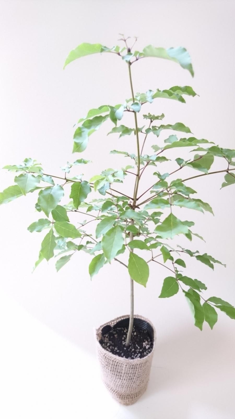 販売済 アオダモ まっすぐ系 単幹 幹の中間に葉が多めの樹形 現品 約35 45cm