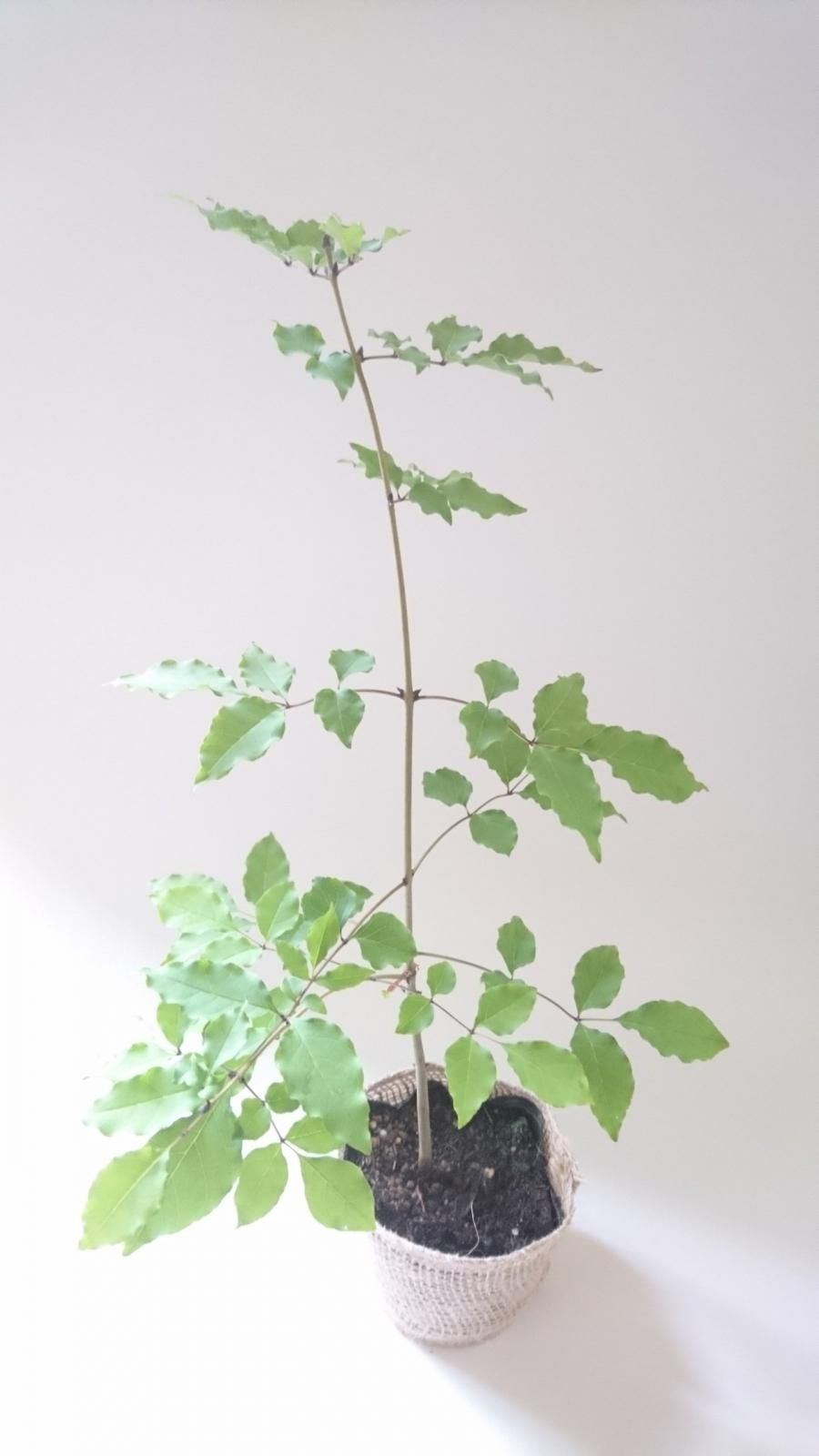 アオダモ 苗木 まっすぐ系幹の下に枝が葉が伸びた樹形 現品苗木 約30 35cm