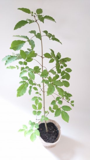 おすすめ樹形】アオダモ まっすぐ系バランスの良い樹形 現品苗木 (約38 