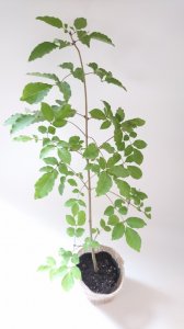 【販売済】【おすすめ樹形】アオダモ まっすぐ系バランスの良い樹形　現品苗木 　(約38〜43cm)