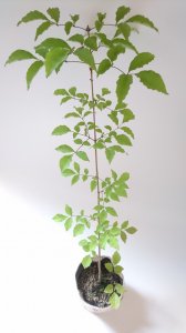 【販売済】アオダモ 　ピンっと背伸びしたような樹形　現品苗木 　(約43〜48cm)