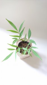 マホニア・コンフューサ（ホソバヒイラギナンテン）苗木（約10〜20�）