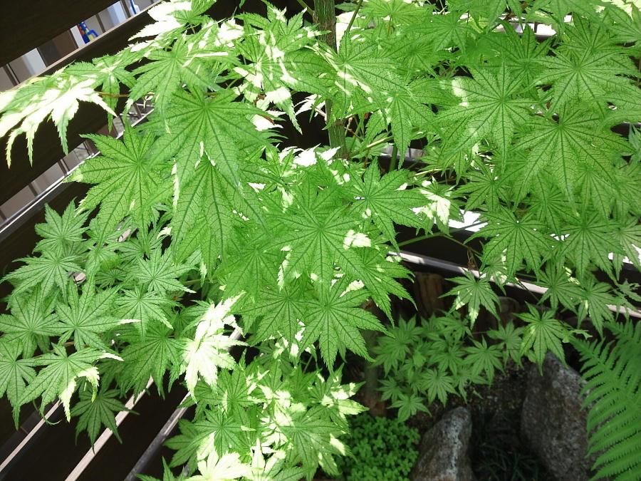 楽天市場】【現品発送】シギタツザワモミジ(鴫立沢紅葉) 8号鉢植え A195 【落葉樹 ヤマモミジ系 植木 庭木】 : 千草園芸
