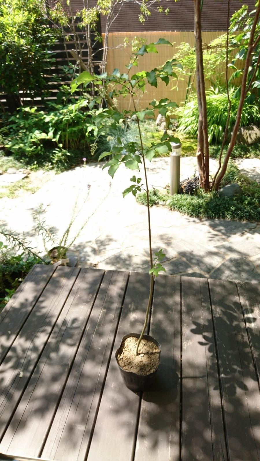 アオダモ まっすぐ1本立ち(大苗) 現品苗木 (約55～60cm)