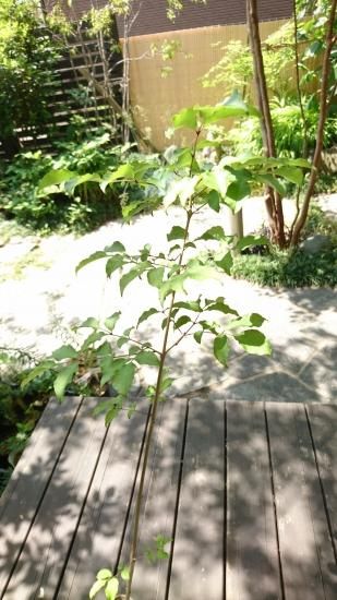 【種】 アオダモ 1000粒以上 楽天市場】アオダモ (品種指定不可) 単木 1.2m 露地 苗 : トオヤマグリーン