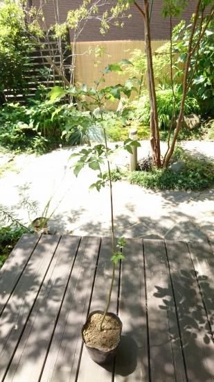 アオダモ まっすぐ1本立ち(大苗) 現品苗木 (約55～60cm)