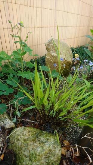 特大良品風知草❗フウチソウ36号鉢1鉢 風知草(フウチソウ) 黄金葉【花苗 9cmポット カラーリーフ／1個