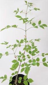 【販売済】アオダモ　現品苗木 スローなカーブを描く樹形　(約38〜43cm)　
