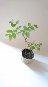 【養生中】アオダモ 現品苗木 側枝の面白い樹形2本立ち　白い樹皮　(約15〜20cm)