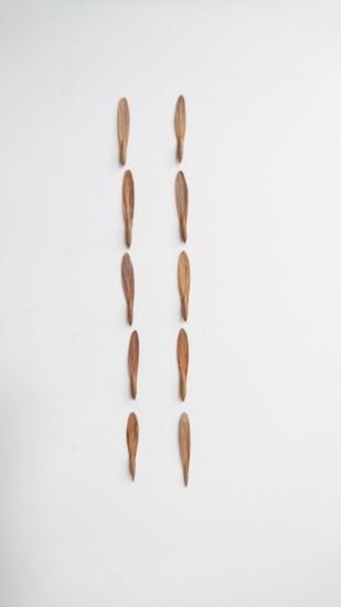 アオダモ種1000粒位 アオダモの種 1000粒以上