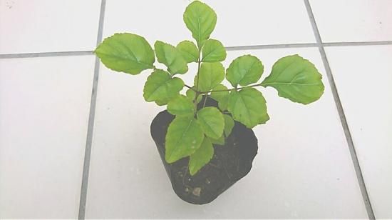 レア アオダモ種子(50粒)【配送料385円・ポスト投函】 珍しい希少な