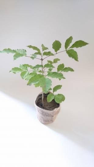 レア アオダモ種子(50粒)【配送料385円・ポスト投函】 珍しい希少な