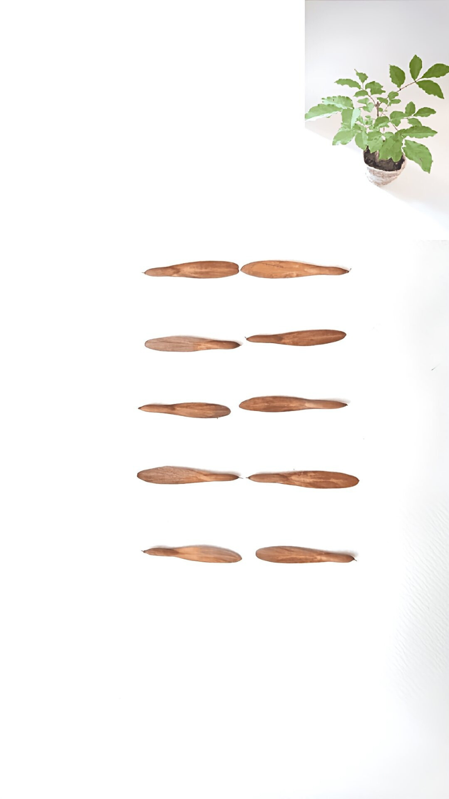 (50γ)385ߡݥȡۡʼҤǤ