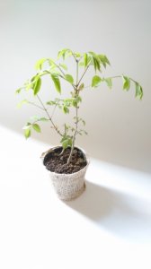 【販売済】アオダモ 現品苗木 アオダモ2本立ちのナチュラル感のある自然樹形　(約21〜25cm)