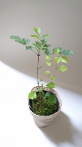アオダモ苔付き　現品苗木　スマート樹形　(約18〜23cm)