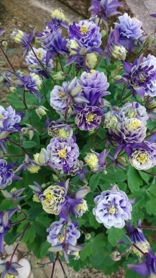 西洋オダマキ ビジューサフィール（宿根草）翌年以降の開花の可愛い