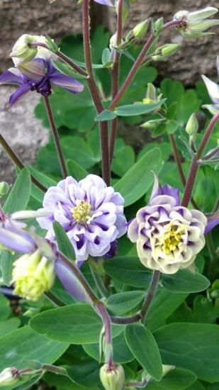 西洋オダマキ　ミニミニ苗　こちらで選んで順次発送 西洋オダマキ ミニミニ苗 こちらで選んで順次発送 西洋オダマキ