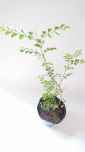 シマトネリコ　苗木　（約36〜45cm）