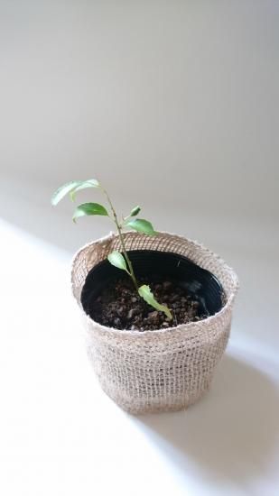 ハイノキ 苗木(小さめサイズ:約10~15㎝)常緑樹でスマートな ハイノキ 苗木(小さめサイズ:約10~15㎝)常緑樹でスマートな