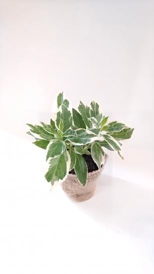 斑入り額紫陽花 フイリガクアジサイ 庭が明るくなる晴やかな白い斑の入った紫陽花 約15 斑入り額紫陽花 フイリガクアジサイ 庭が明るくなる晴やかな白い斑の入った紫陽花 約15