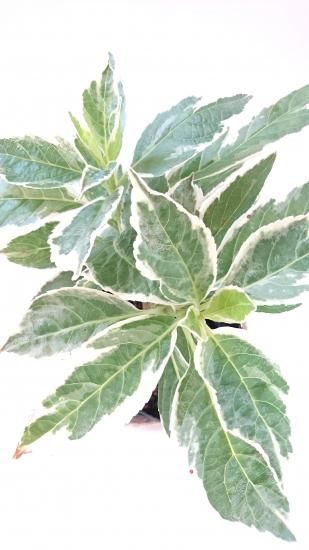 斑入り額紫陽花 フイリガクアジサイ 庭が明るくなる晴やかな白い斑の入った紫陽花 約15 斑入り額紫陽花 フイリガクアジサイ 庭が明るくなる晴やかな白い斑の入った紫陽花 約15
