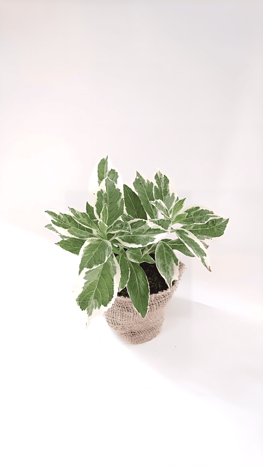 ۻ۲(եꥬ)뤯ʤ䤫ää۲(1520ѡ<img class='new_mark_img2' src='https://img.shop-pro.jp/img/new/icons31.gif' style='border:none;display:inline;margin:0px;padding:0px;width:auto;' />