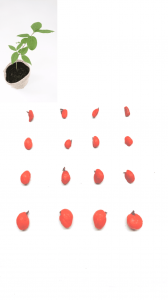 ツリバナ種子（30粒）　風流な赤い殻をかぶった実の雑木 ツリバナの実