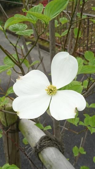 白花の落葉樹 楽天市場】【来春の花芽あり】ハナミズキ 白花 樹高1.8m前後(根