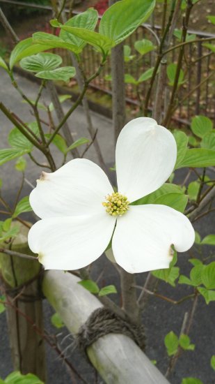 ハナミズキ 花水木 白花 苗木 H 約12 大き目の白い花が咲く雑木