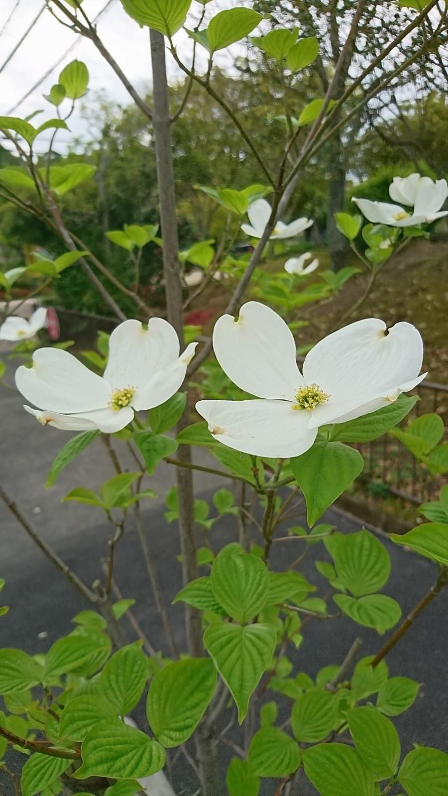 ハナミズキ 花水木 白花 苗木 H 約12 大き目の白い花が咲く雑木