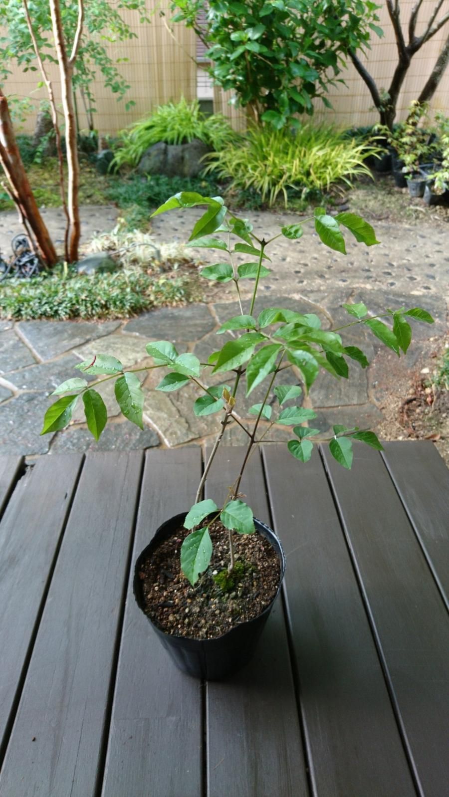 アオダモ 販売｜植木買うならグリーンロケット