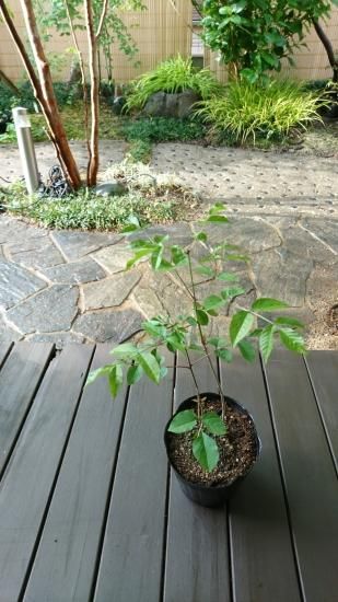アオダモ 販売｜植木買うならグリーンロケット