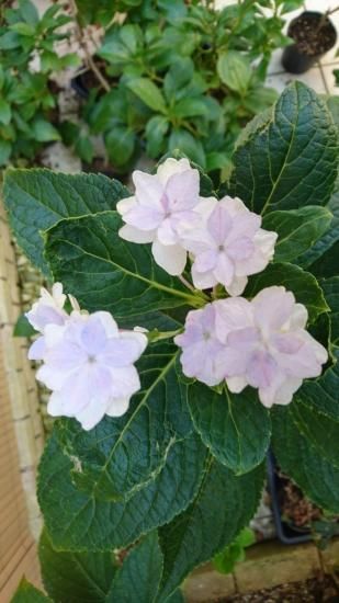 隅田の花火 『額紫陽花(ガクアジサイ) 』 （約15～40cm) ※SALE品