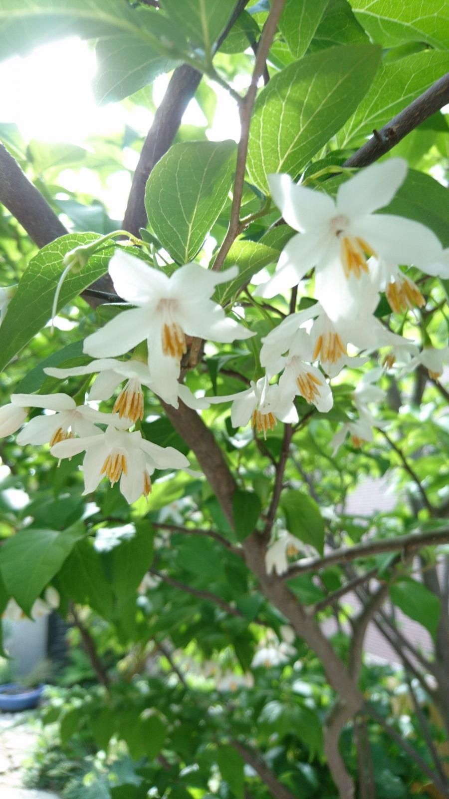 エゴノキ 苗木（約14cm～24cm）1年苗木です。白い鈴なりの小花が