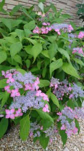 SALE　山あじさい 虹  苗木（約16�〜）今年は咲かない花芽のない苗木（花芽のある苗が売切れのため）ピンク基調に青〜紫のグラデーションが美しい日本の固有種です