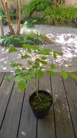 メジェドさま専用 アオダモの種 メジェド様専用※ アオダモ 種 1000粒