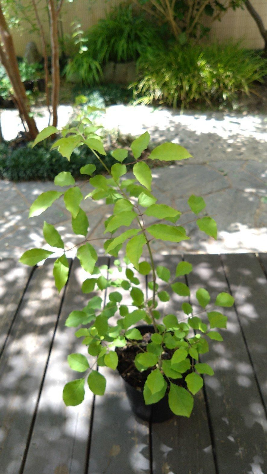 販売済】アオダモ現品苗木 単幹まっすぐ系で枝先に曲がりのある樹形