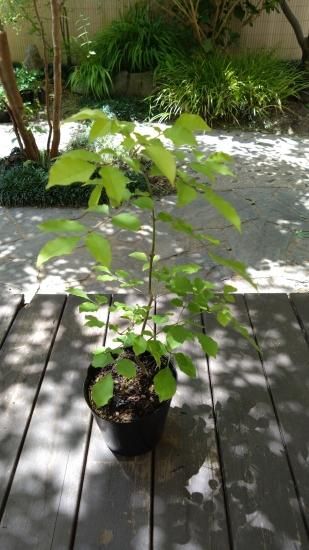 アオダモ/単木【現品発送】管理60162 70433 アオダモ/単木【現品発送】管理60162 70433