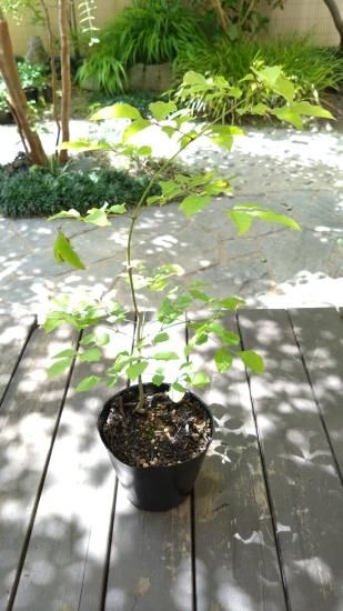 販売済】アオダモ現品苗木 単幹まっすぐ系で枝先に曲がりのある樹形